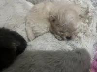 Girl #2, a female Pomeranian for sale in New Britain, CT – Photo 2 of 7