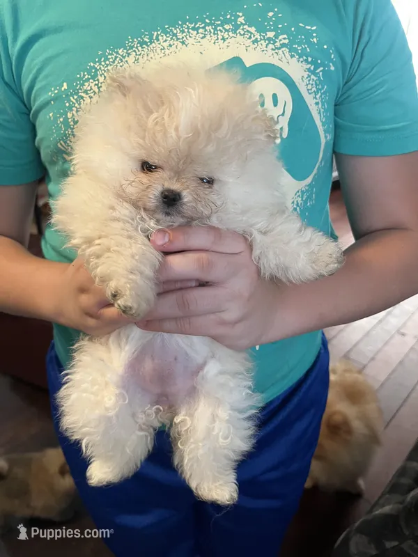 Girl #2 – Pomeranian puppy for sale in New Britain, CT