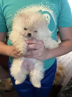 Girl #2, a female Pomeranian for sale in New Britain, CT – 1 of 10