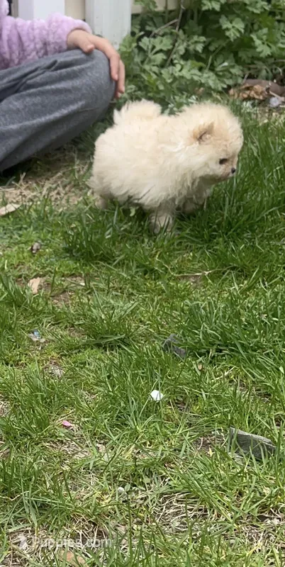 Girl #2 – Pomeranian puppy for sale in New Britain, CT