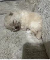 Girl #2, a female Pomeranian for sale in New Britain, CT – Photo 1 of 7