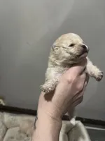 Girl #2, a female Pomeranian for sale in New Britain, CT – Photo 5 of 7