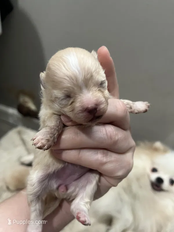 Girl #2 – Pomeranian puppy for sale in New Britain, CT