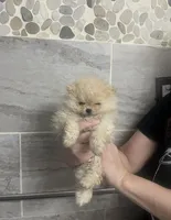 Girl #2, a female Pomeranian for sale in New Britain, CT – 3 of 10