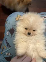 Girl #2, a female Pomeranian for sale in New Britain, CT – 2 of 10