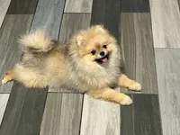 Girl #1 , a female Pomeranian for sale in New Britain, CT – 2 of 10