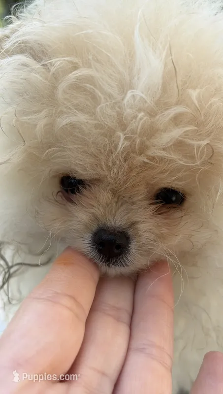 Girl #2 – Pomeranian puppy for sale in New Britain, CT