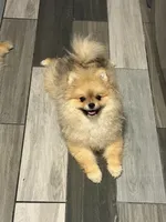 Girl #1 , a female Pomeranian for sale in New Britain, CT – 3 of 10