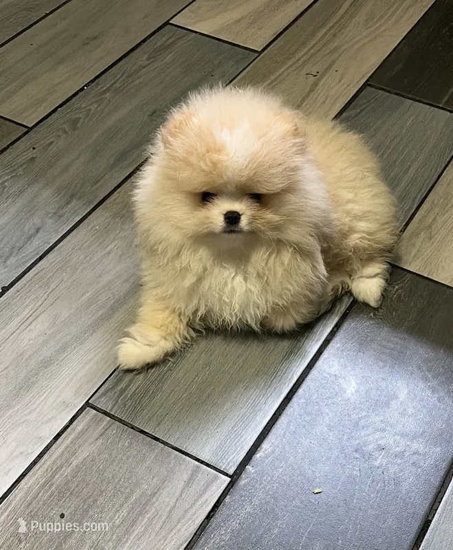 Boy #2  – Pomeranian puppy for sale in New Britain, CT