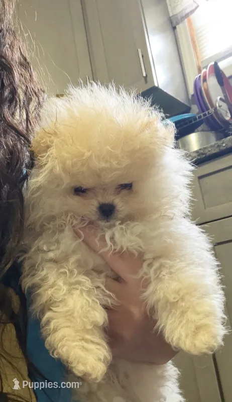 Girl #2 – Pomeranian puppy for sale in New Britain, CT