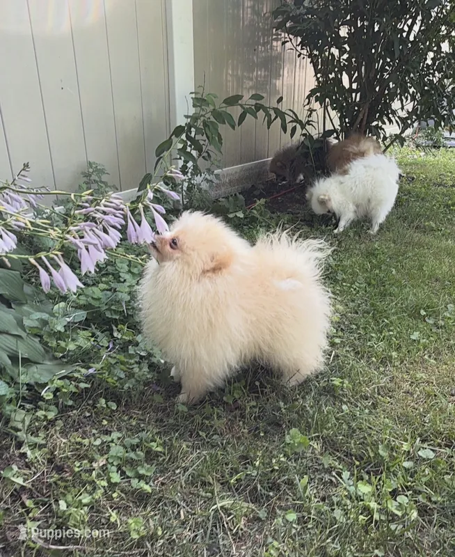 Boy #2  – Pomeranian puppy for sale in New Britain, CT