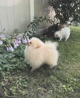 Boy #2 , a male Pomeranian for sale in New Britain, CT – 5 of 10