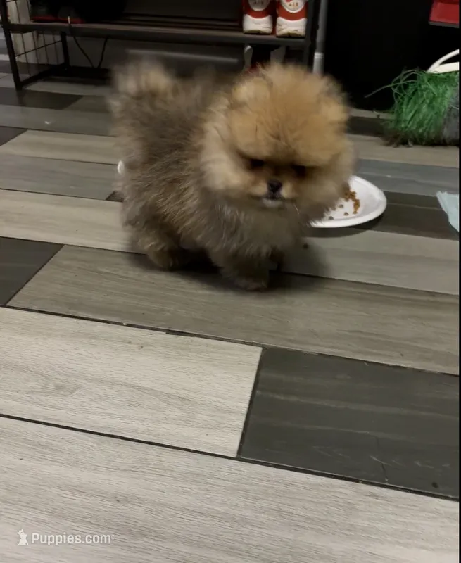 Boy #1 – Pomeranian puppy for sale in New Britain, CT