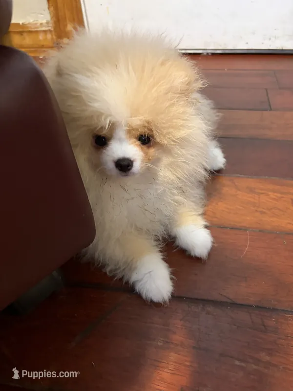 Boy #2  – Pomeranian puppy for sale in New Britain, CT