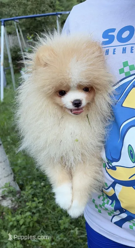 Boy #2  – Pomeranian puppy for sale in New Britain, CT