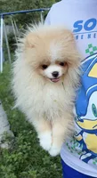 Boy #2 , a male Pomeranian for sale in New Britain, CT – 6 of 10