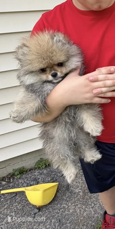 Girl #1  – Pomeranian puppy for sale in New Britain, CT