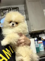 Boy #2 , a male Pomeranian for sale in New Britain, CT – 2 of 10