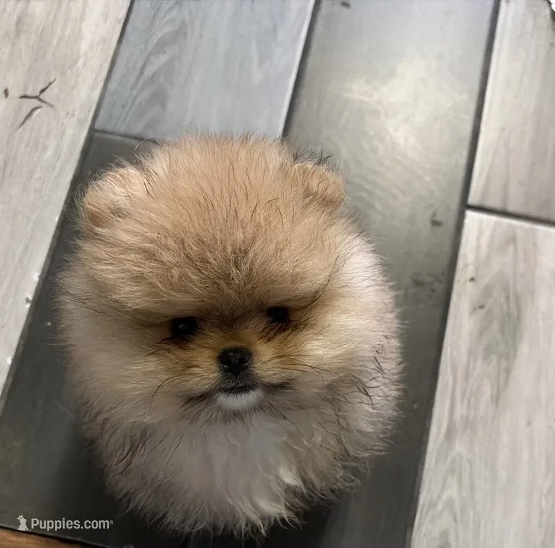 Boy #1 – Pomeranian puppy for sale in New Britain, CT