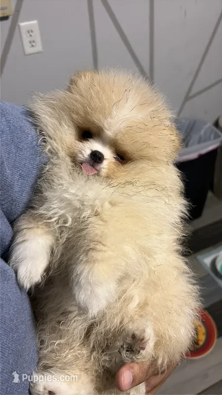 Boy #2  – Pomeranian puppy for sale in New Britain, CT