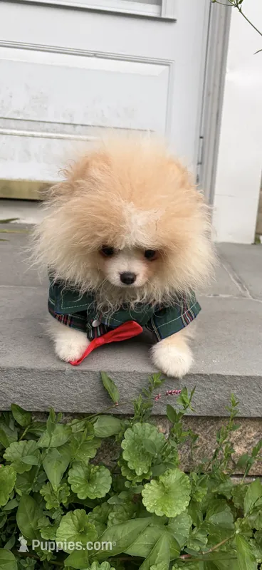 Boy #2  – Pomeranian puppy for sale in New Britain, CT