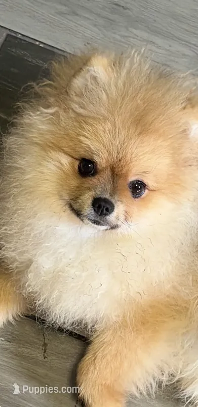 Girl #1  – Pomeranian puppy for sale in New Britain, CT