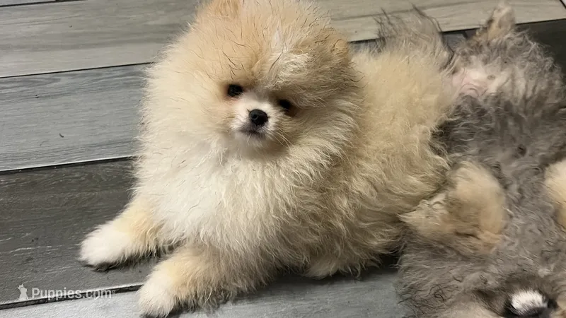 Boy #2  – Pomeranian puppy for sale in New Britain, CT
