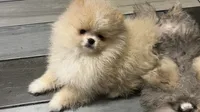 Boy #2 , a male Pomeranian for sale in New Britain, CT – 3 of 10