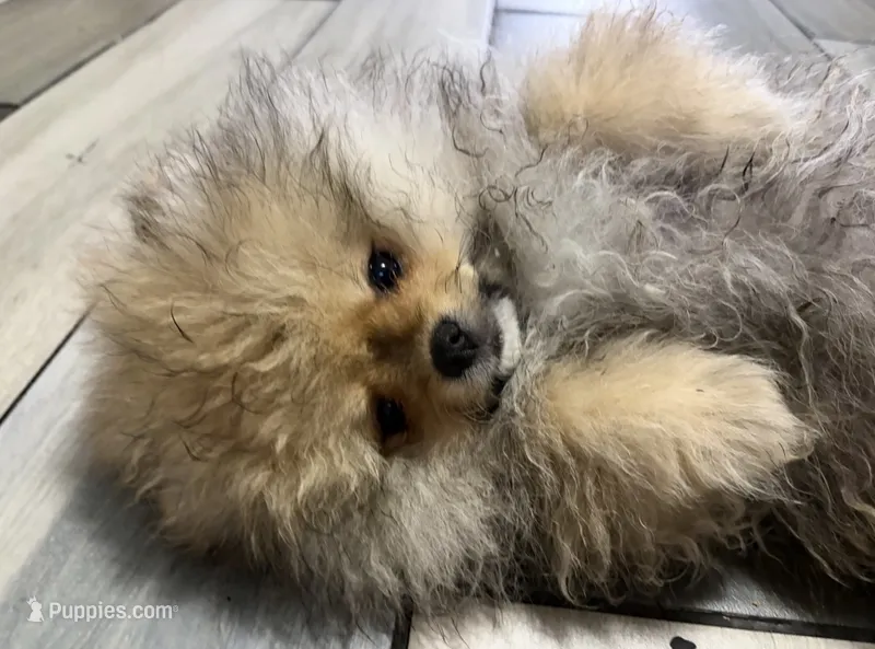 Girl #1  – Pomeranian puppy for sale in New Britain, CT