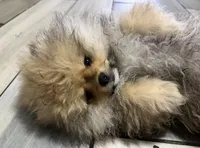 Girl #1 , a female Pomeranian for sale in New Britain, CT – 1 of 10