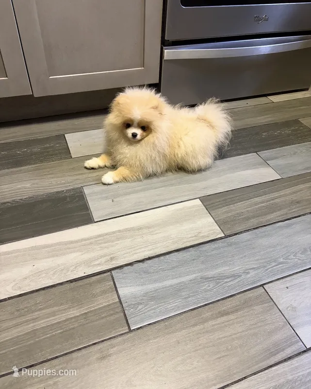 Boy #2  – Pomeranian puppy for sale in New Britain, CT