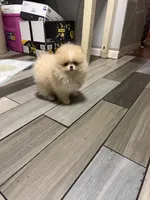 Boy #2 , a male Pomeranian for sale in New Britain, CT – 4 of 10