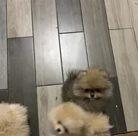 Girl #1 , a female Pomeranian for sale in New Britain, CT – 7 of 10