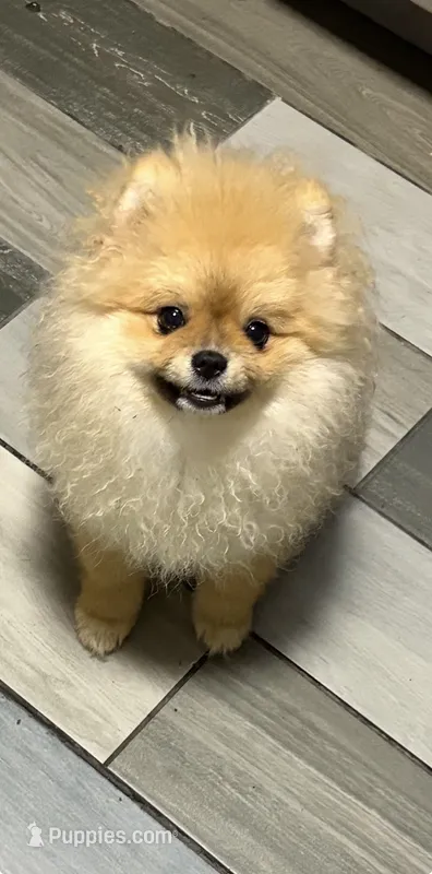 Girl #1  – Pomeranian puppy for sale in New Britain, CT