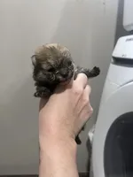 Girl #1 , a female Pomeranian for sale in New Britain, CT – Photo 6 of 10