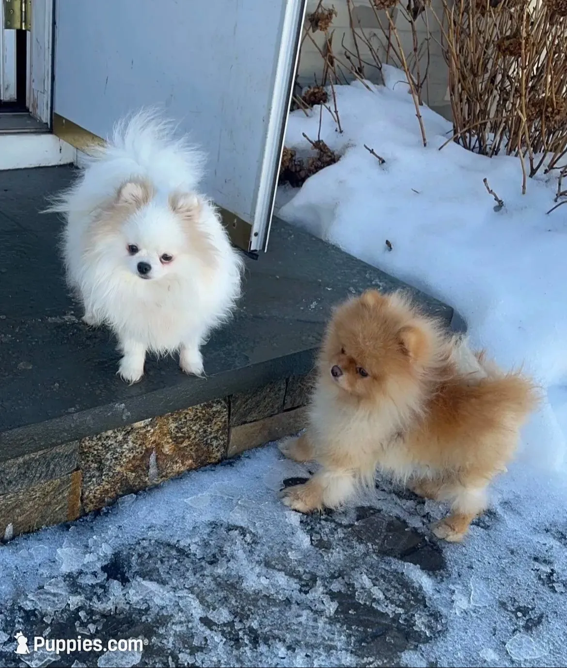 Girl #1 , a female Pomeranian for sale in New Britain, CT – 10 of 10