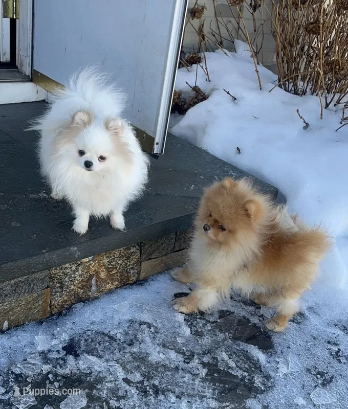 Girl #1  – Pomeranian puppy for sale in New Britain, CT