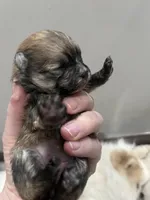 Girl #1 , a female Pomeranian for sale in New Britain, CT – Photo 4 of 7