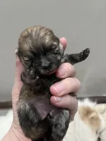 Girl #1 , a female Pomeranian for sale in New Britain, CT – Photo 5 of 7