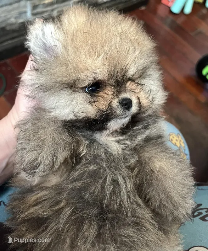 Girl #1  – Pomeranian puppy for sale in New Britain, CT