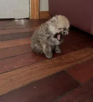 Girl #1 , a female Pomeranian for sale in New Britain, CT – 4 of 7