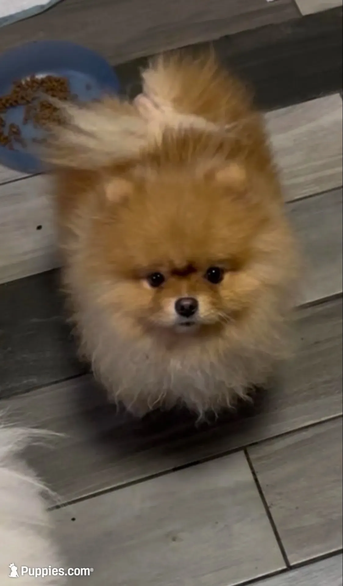 Girl #1 , a female Pomeranian for sale in New Britain, CT – 9 of 10