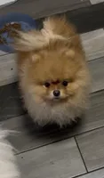 Girl #1 , a female Pomeranian for sale in New Britain, CT – Photo 7 of 7