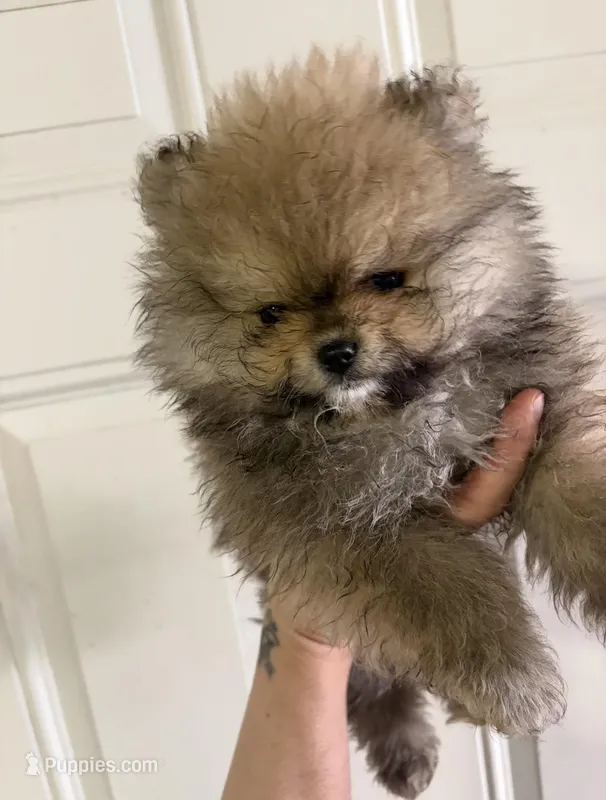 Girl #1  – Pomeranian puppy for sale in New Britain, CT