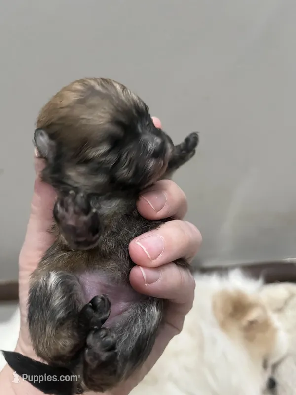 Girl #1  – Pomeranian puppy for sale in New Britain, CT