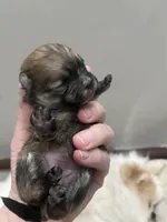 Girl #1 , a female Pomeranian for sale in New Britain, CT – Photo 1 of 7