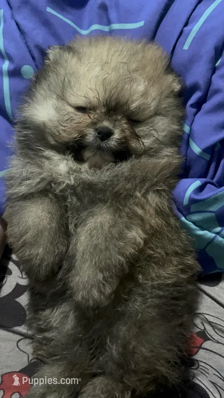 Girl #1  – Pomeranian puppy for sale in New Britain, CT