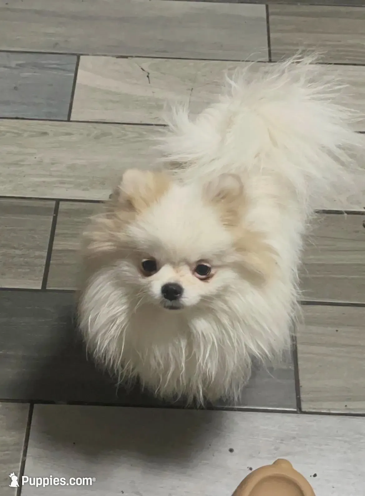 Girl #1 , a female Pomeranian for sale in New Britain, CT – 8 of 10