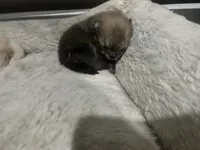 Girl #1 , a female Pomeranian for sale in New Britain, CT – Photo 8 of 10