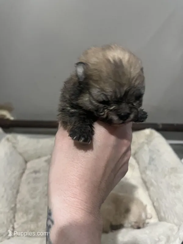 Girl #1  – Pomeranian puppy for sale in New Britain, CT